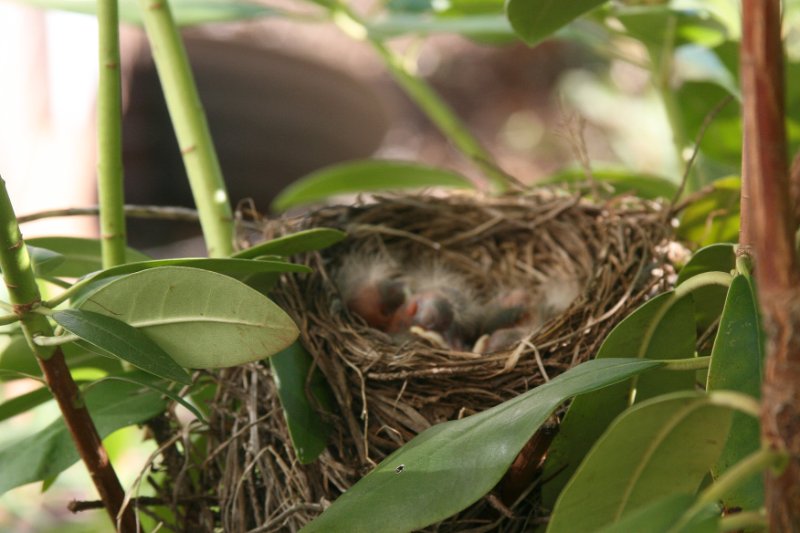 3 - First noticed babies on May 13